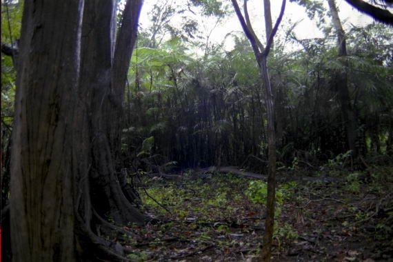 brasile0109.jpg