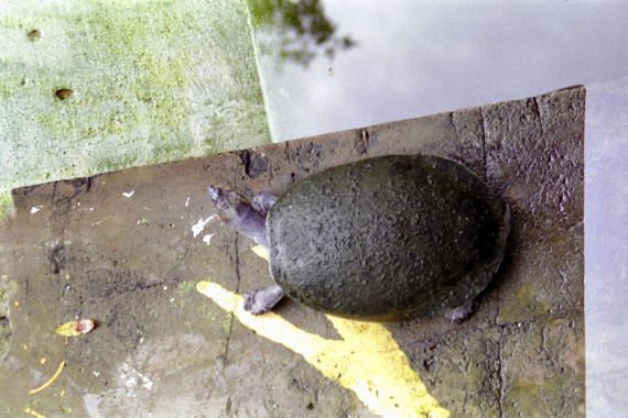 brasile0118.jpg
