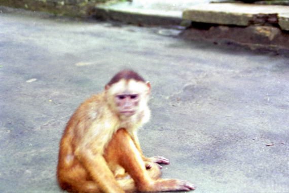 brasile0123.jpg
