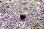 brasile0179_small.jpg