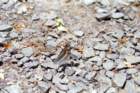 brasile0180_small.jpg