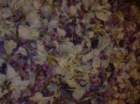 geranoinfiorata02052004011_small.jpg