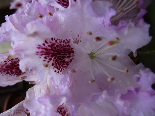 geranoinfiorata02052004056.jpg