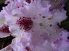 geranoinfiorata02052004056_small.jpg