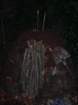 geranoinfiorata02052004057_small.jpg