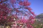 gerano01052005039_small.jpg