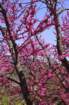 gerano01052005057_small.jpg