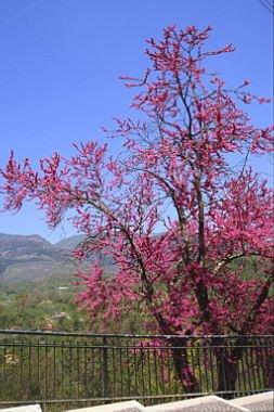 gerano01052005094.jpg