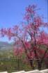 gerano01052005094_small.jpg
