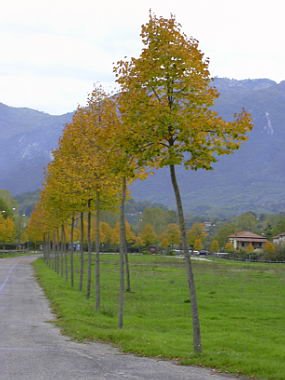 gerano045.jpg