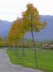 gerano045_small.jpg