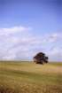 murge0022_small.jpg