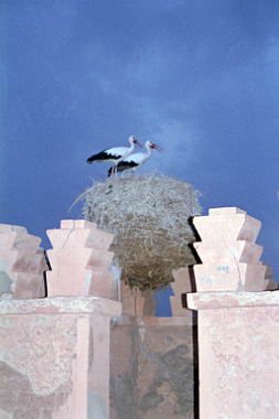 marocco0001.jpg