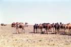 marocco0010_small.jpg