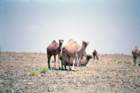 marocco0011_small.jpg