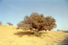 marocco0052_small.jpg