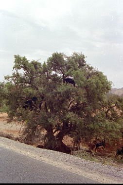 marocco0058.jpg