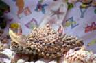 marocco0081_small.jpg