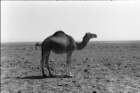 maroccobw0025_small.jpg