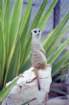 portogallo0029_small.jpg