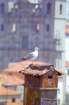 portogallo0094_small.jpg