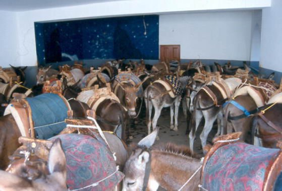rodi0009.jpg
