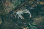 rodi0016_small.jpg