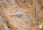 rodi0018_small.jpg