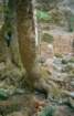 rodi0050_small.jpg