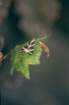 rodi0051_small.jpg