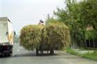 romania0055_small.jpg