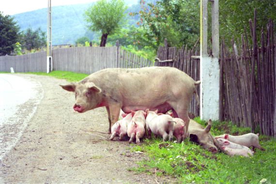 romania0152.jpg