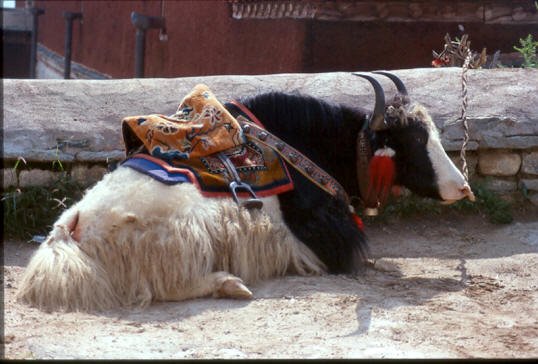 tibet_o_21.jpg