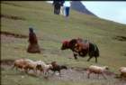tibet_o_28_small.jpg