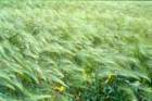 tibet_o_31_small.jpg
