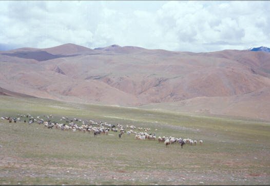 tibet_o_42.jpg