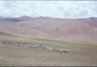 tibet_o_42_small.jpg