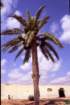 tunisia0006_small.jpg