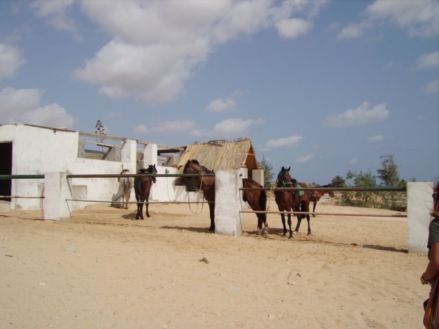 tunisia0009.jpg