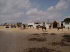 tunisia0010_small.jpg