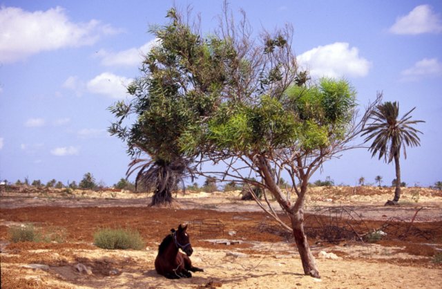 tunisia0011.jpg