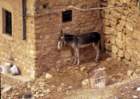 tunisia0064_small.jpg