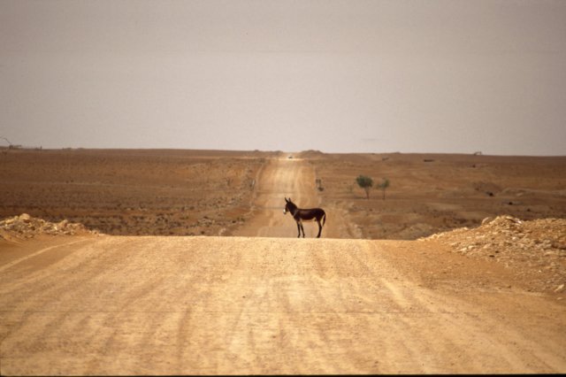 tunisia0105.jpg