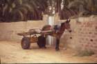 tunisia0124_small.jpg