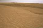 tunisia0131_small.jpg