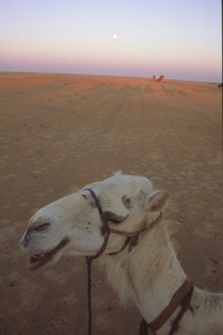 tunisia0158.jpg