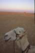 tunisia0158_small.jpg