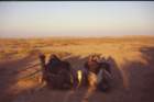 tunisia0165_small.jpg