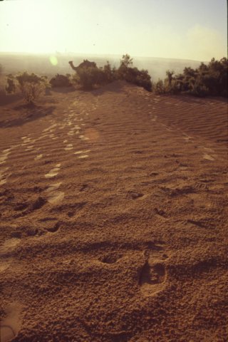 tunisia0168.jpg