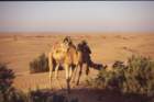 tunisia0173_small.jpg